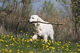 GOLDEN RETRIEVER 890